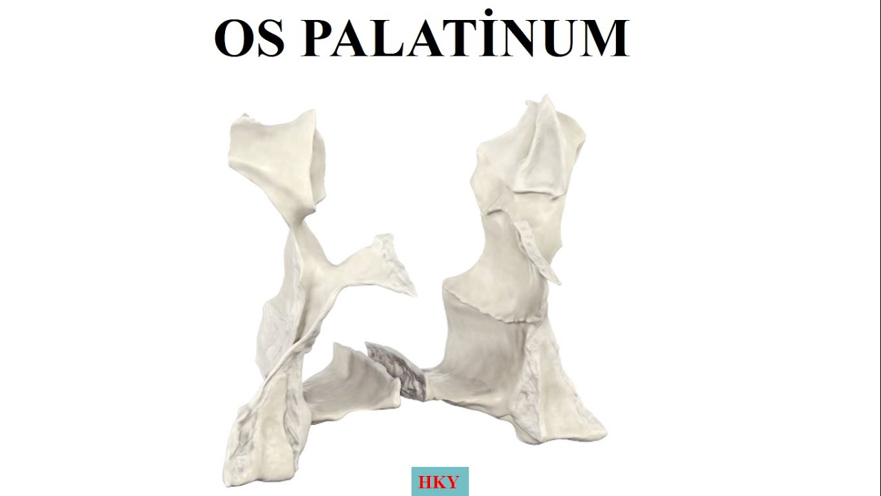 8- Viscerocranium-2 (os palatinum)