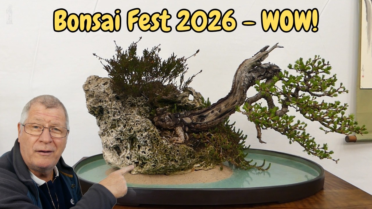 &bdquo;Od środka Bonsai-Fest 2026 | Oszałamiające drzewa i szczere opinie!&rdquo;