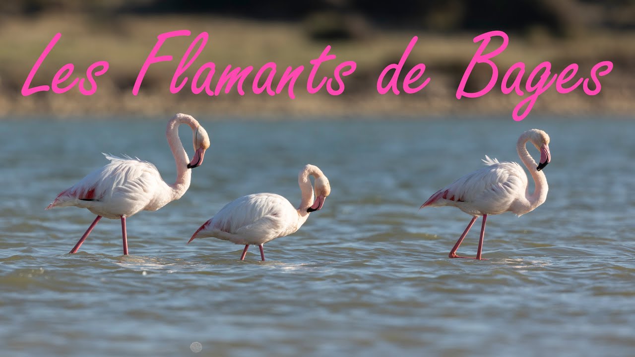 L'étang de Bages et ses Flamants roses