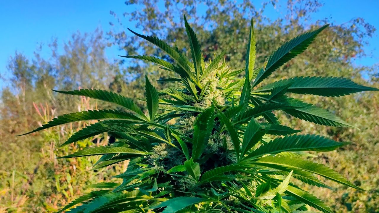 harvest for the zero care guerilla grow October 6, 2021