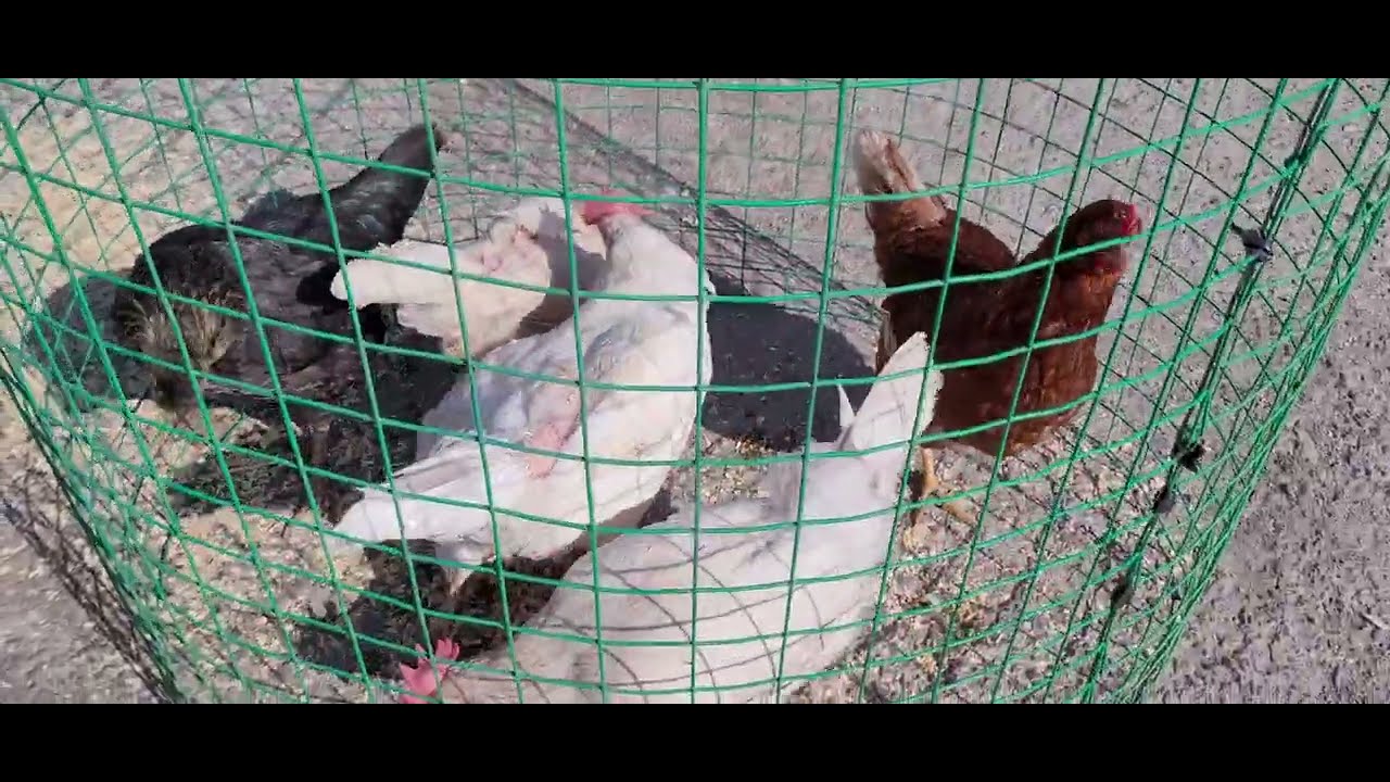 tavuk pazarı istanbul Tuzla Aydınlı 18 05 2024     part 2