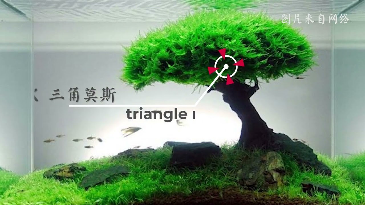【草缸】不加二氧化碳也能养好的水草 莫斯篇（上）新手必看
