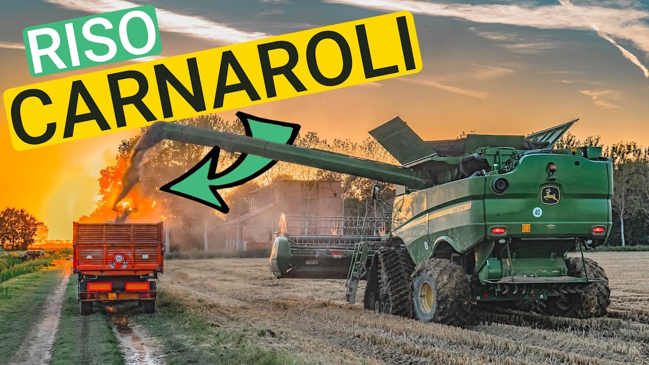 Questo riso ha 50 anni!! Trebbiatura alla Tenuta 