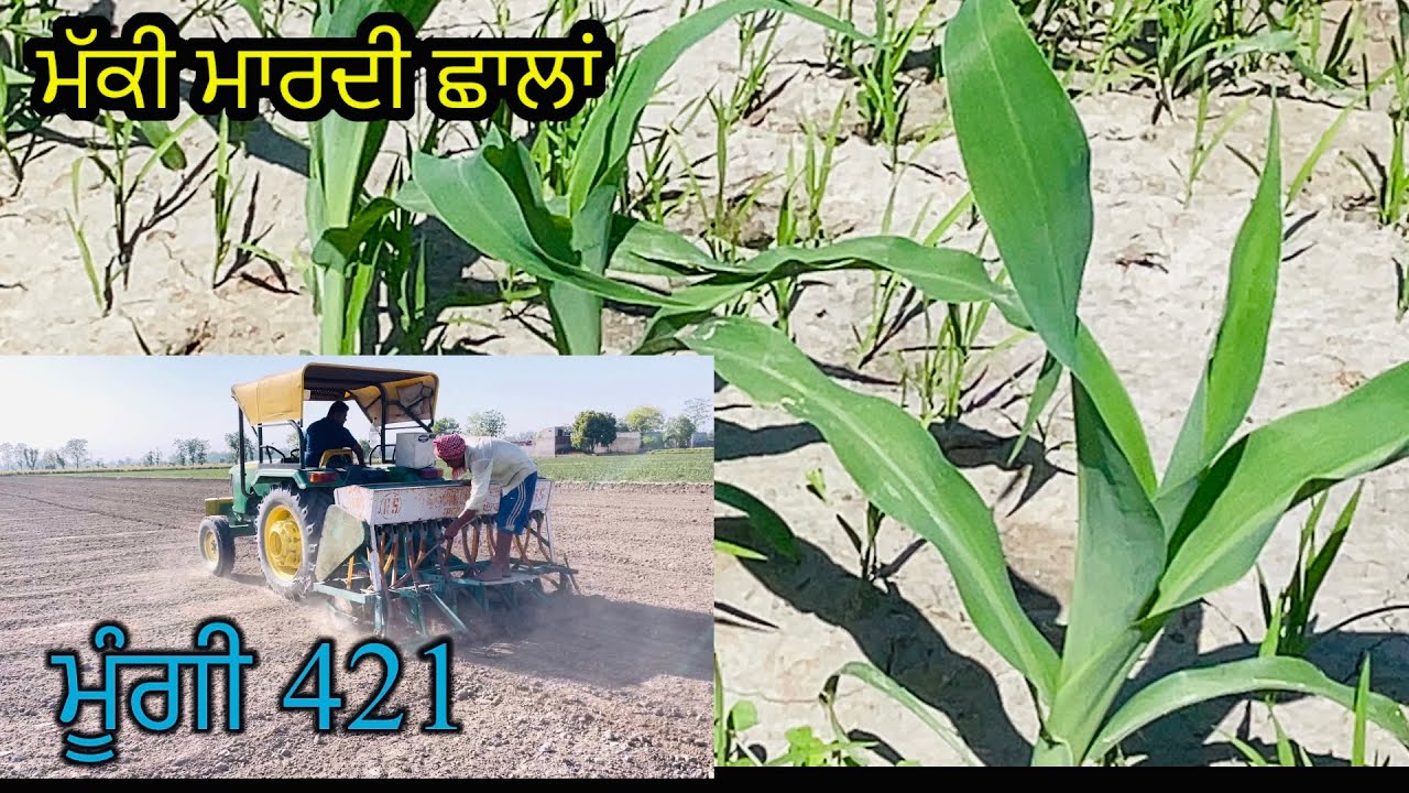 ਮੱਕੀ ਵੀ ਵੱਧਦੀ ਆਉਦੀ 23-24ਦਿਨਾ ਦੀ ਹੋਗੀ//ਮੂੰਗੀ ਦੀ ਤਿਆਰੀ ਕਰਤੀ ਅੱਜ ਬੀਜਣ ਦੀ//SEERA DHILLON
