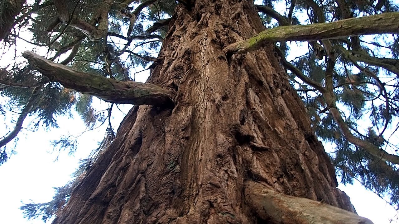 England Detecting: The Land of Big Trees and Old Coins! | Nugget Noggin