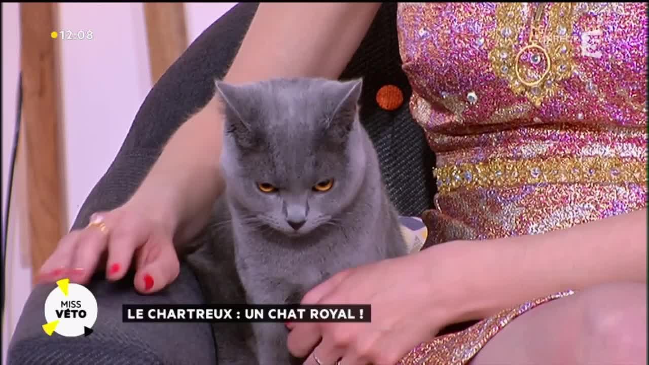 Le Chartreux : un chat royal !