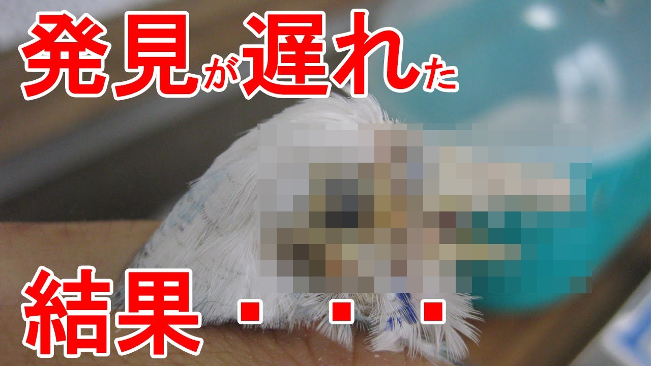 【セキセイインコ】獣医師が教える多い病気7選