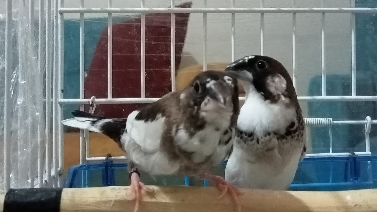 KUŞÇULUKTA GÜVEN + KAFESTE SON DURUM - 2+1'LERDE SÜPRİZ.