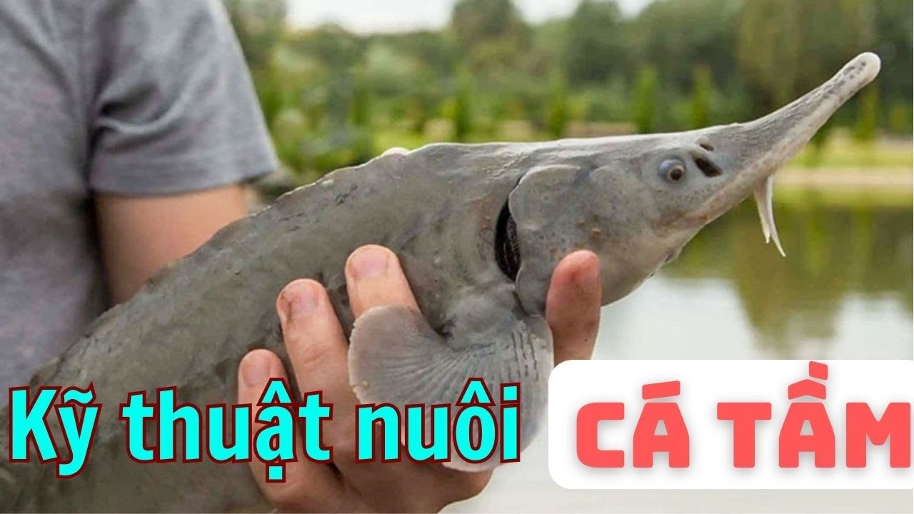 Kỹ thuật nuôi cá tầm bể bạt | Thủy sản Hùng Tiến