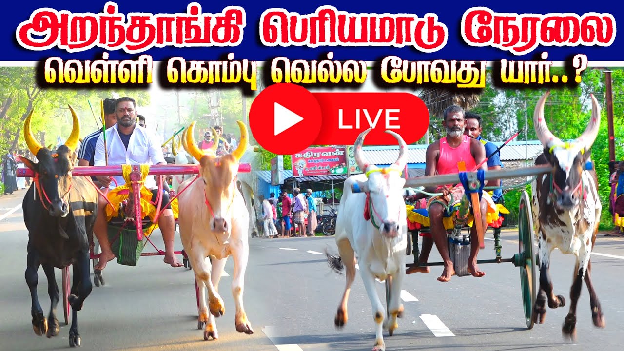 LIVE அறந்தாங்கி பெரியமாடு _வெள்ளி கொம்பு யாருக்கு 13.01.2026#rekla_live