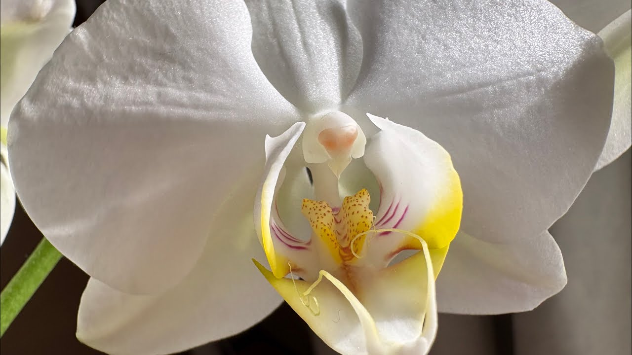 Soft Spring Energy 🌷 Relax With Me
