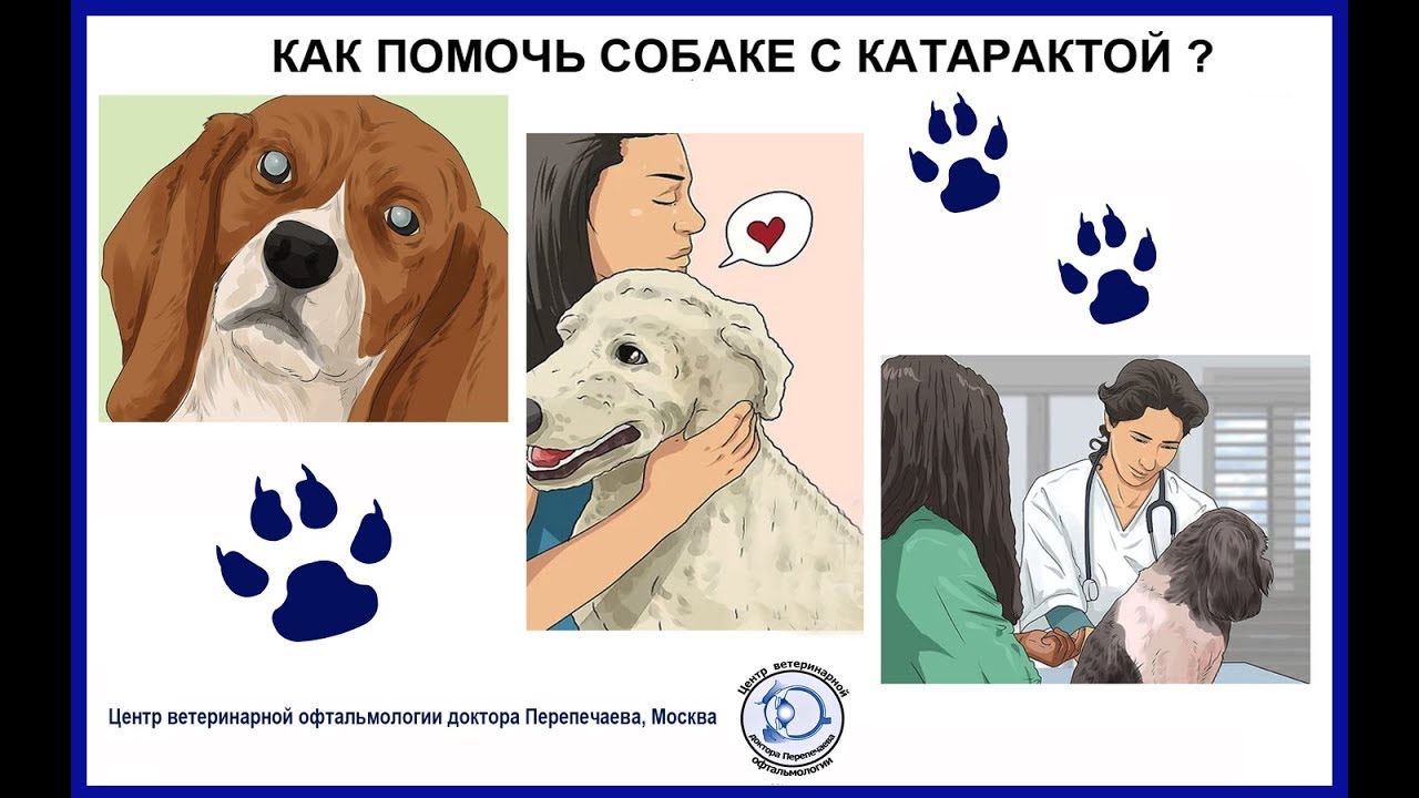 Как помочь собаке с катарактой?  How can I help a dog with cataracts?