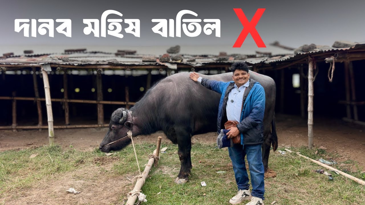 ৩.৫০ লাখের দানব মহিষ বিক্রি নয় কেন? আকরাম ভাইয়ের সিদ্ধান্ত বদল | ২ দিনে ২টি কচি মহিষ