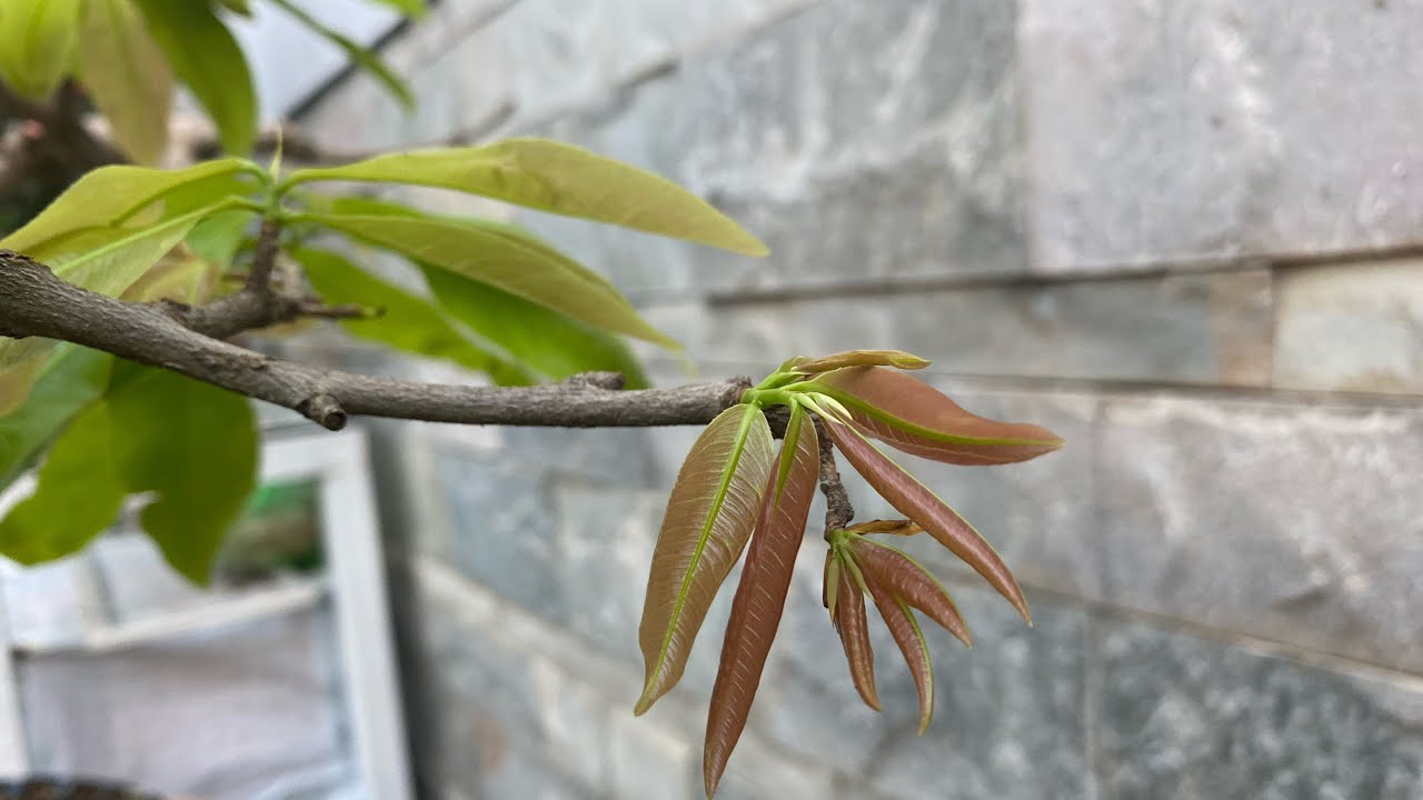 Ngừa bọ trĩ 