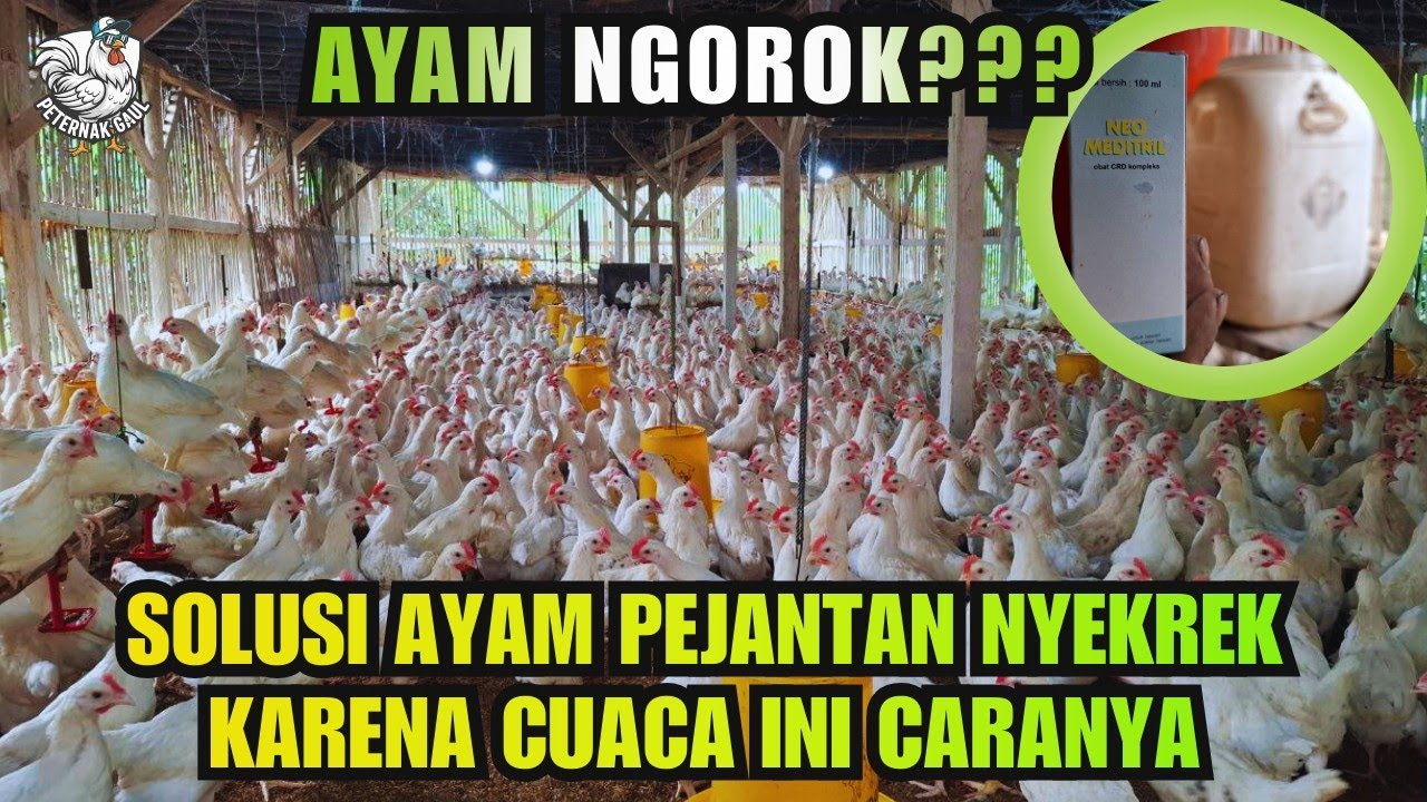 Ayam Nyekrek Sembuh dalam 2 Hari! Cara Ampuh Obati Penyakit Pernapasan Ayam Pejantan