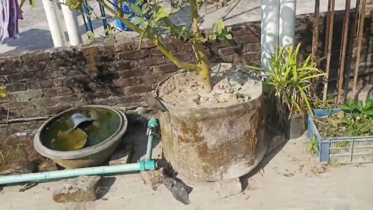 জিও ব্যাগে লাগানো পেয়ারা গাছে ভালো ফলনের আশা || Shekh Garden|| #plant #garden #viral #foryou #plants