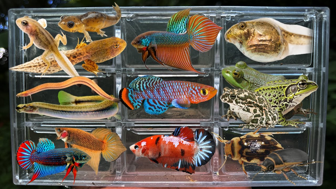 I Catching insects in the garden, I got Pangio Anguillaris, Betta fish, Tadpoles, Least Killifish,