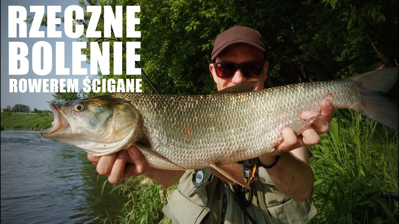 Rzeczne bolenie rowerem ścigane | Siek Siga i bezsterowy Tarnus w akcji