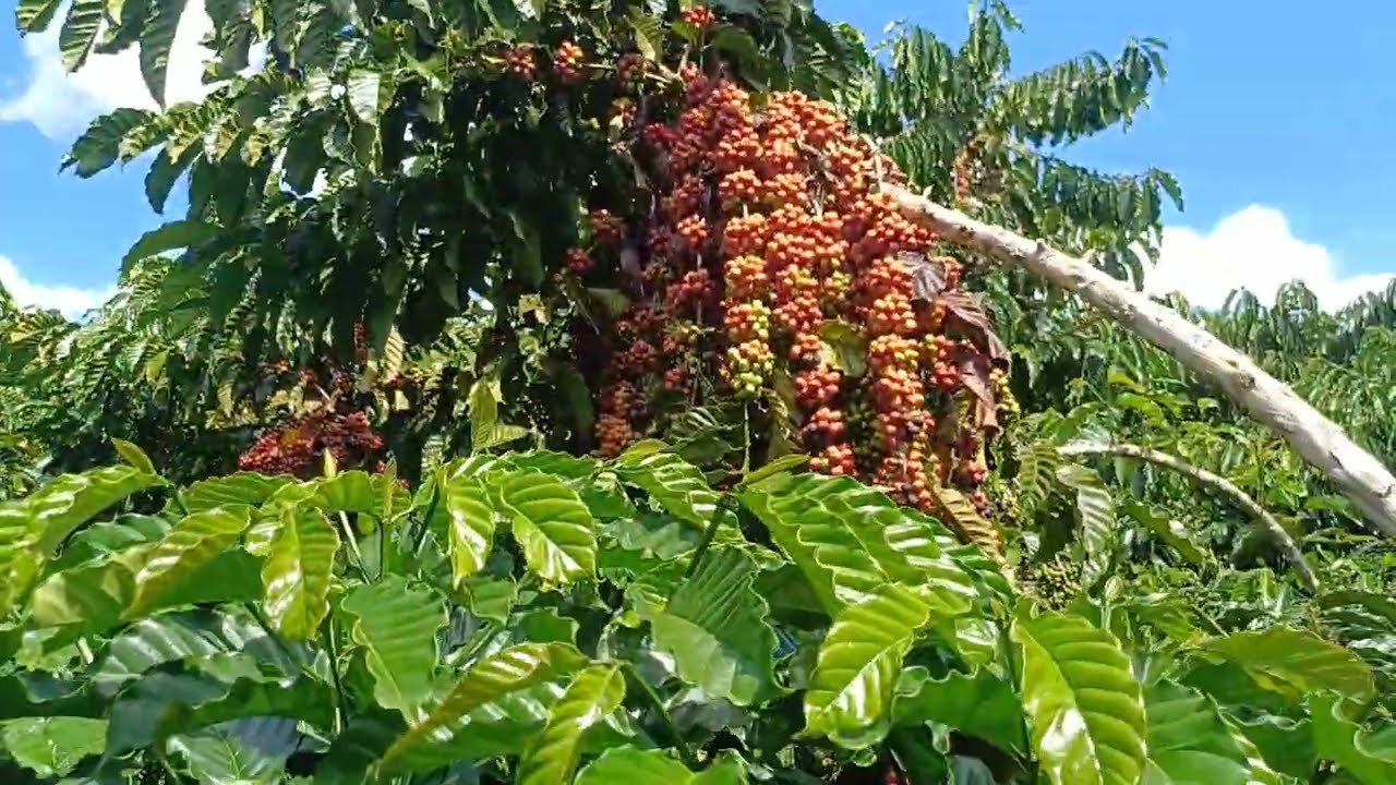 Café clonal robusta amazônico de Rondônia, clone 15, 2025
