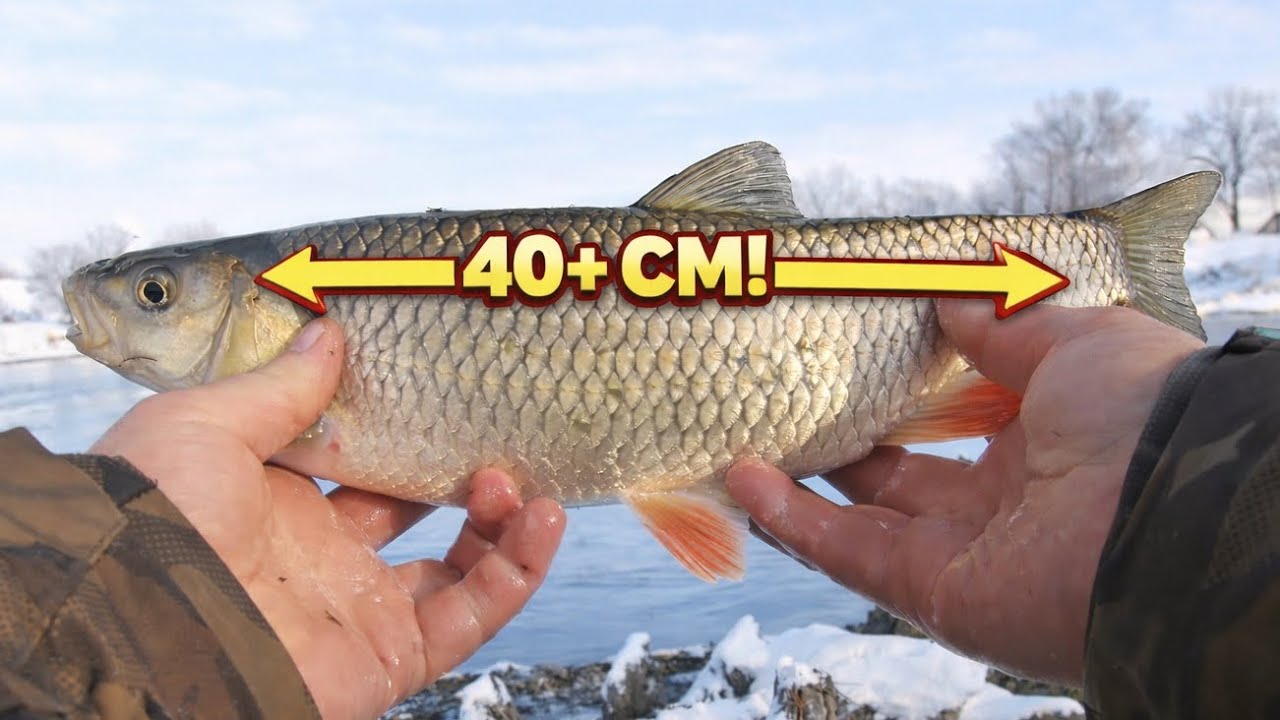 Clean la foc continuu! Pescuit de iarnă cu capturi neașteptate ❄️🎣