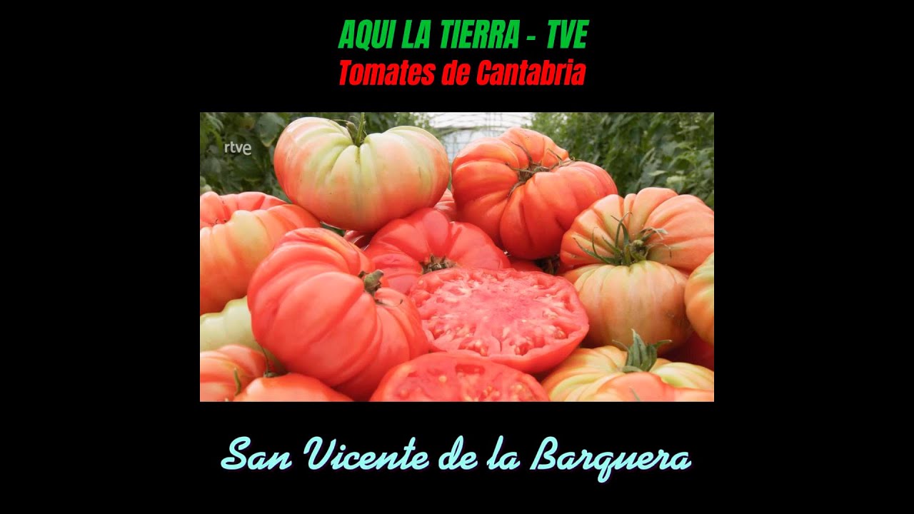 TOMATES de CANTABRIA con ECO TIERRA MOJADA - AQUI LA TIERRA