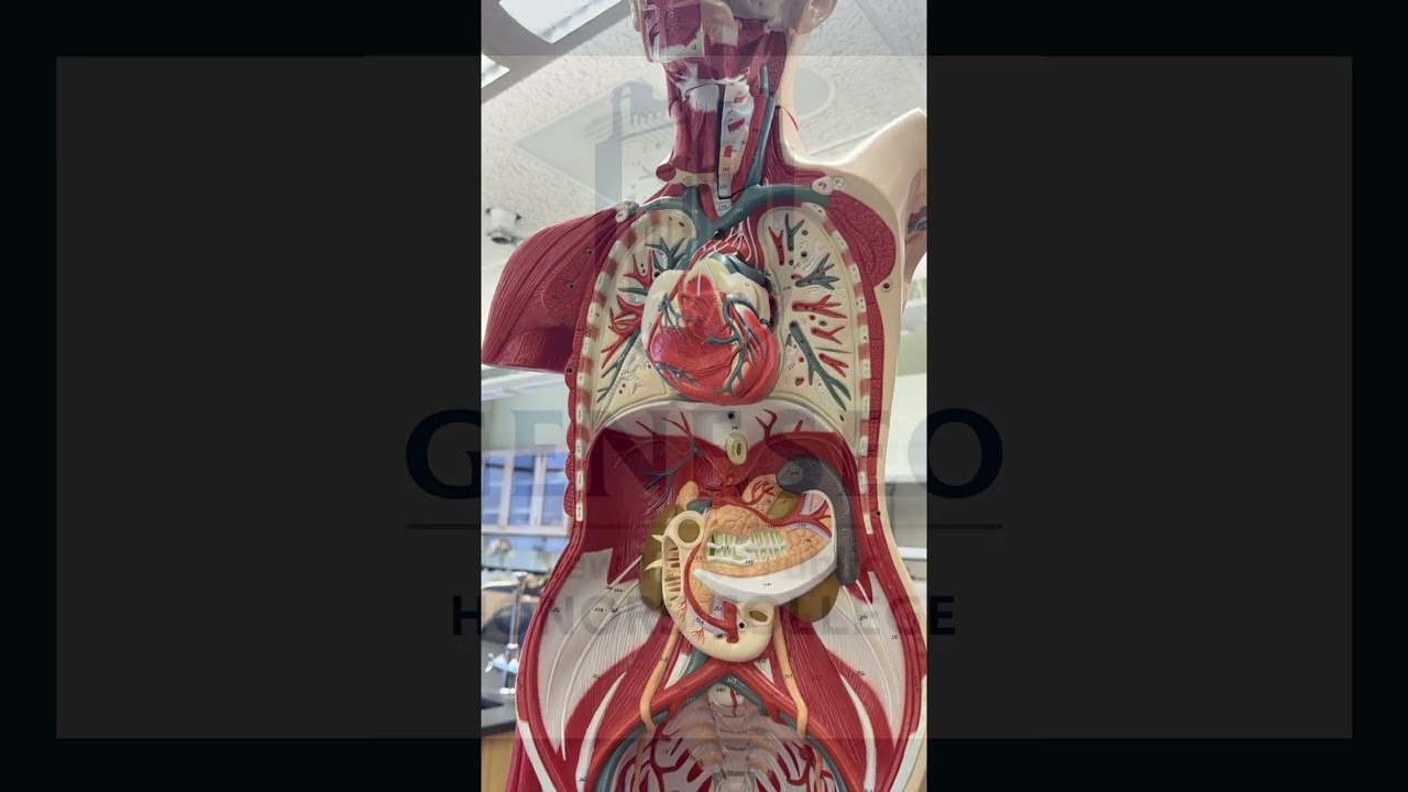 Blood vessels of the Torso (2026)
