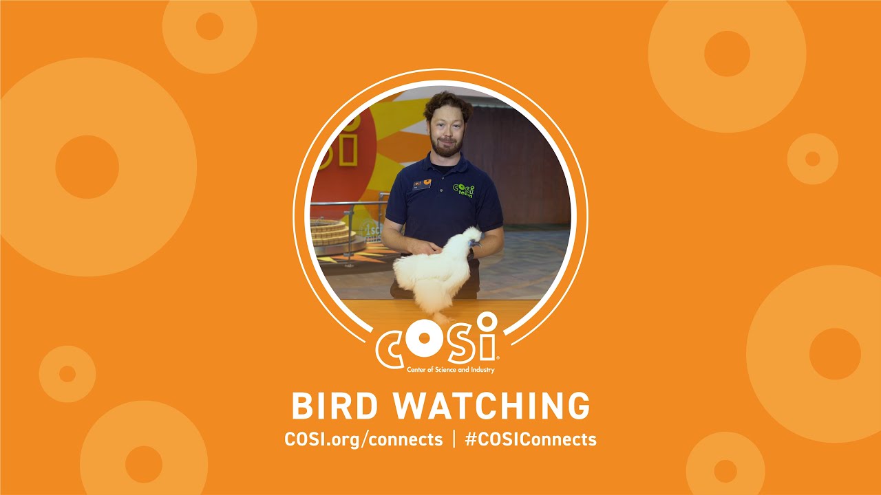 COSI Connects: Bird Watching
