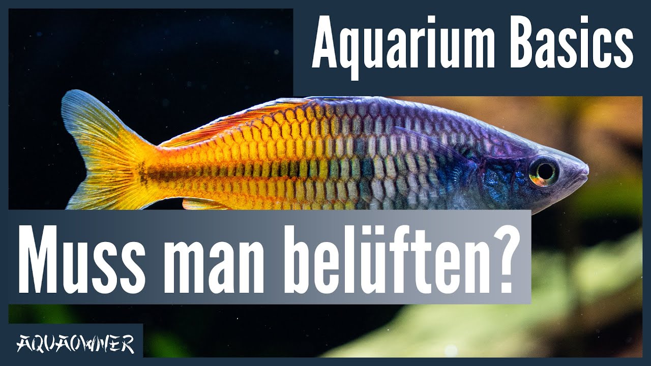 Braucht ein Aquarium eine Bel&uuml;ftung? | Aquarium Basics