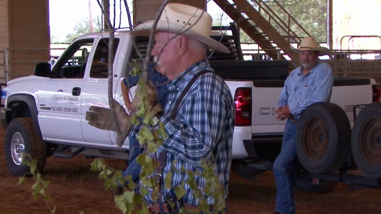 Brush Busters 2009 - Huisache - Basal Treatment