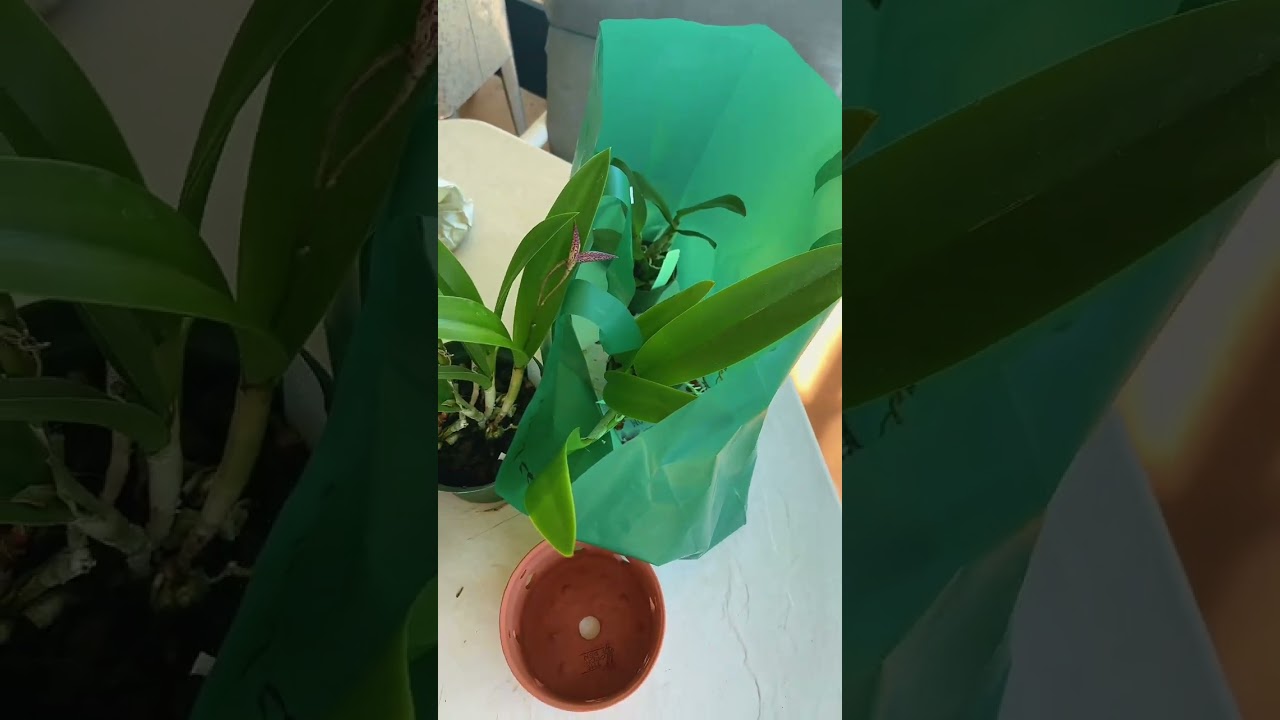 The Apopka International Winter Orchid Festival Haul