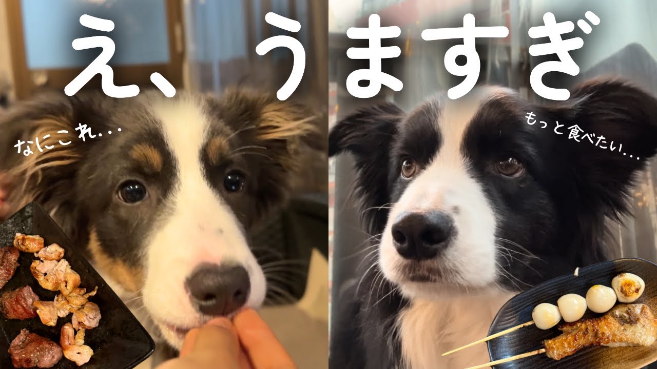 焼き鳥がおいしくてびっくりする犬達がおもしろすぎた😂【ボーダーコリー】