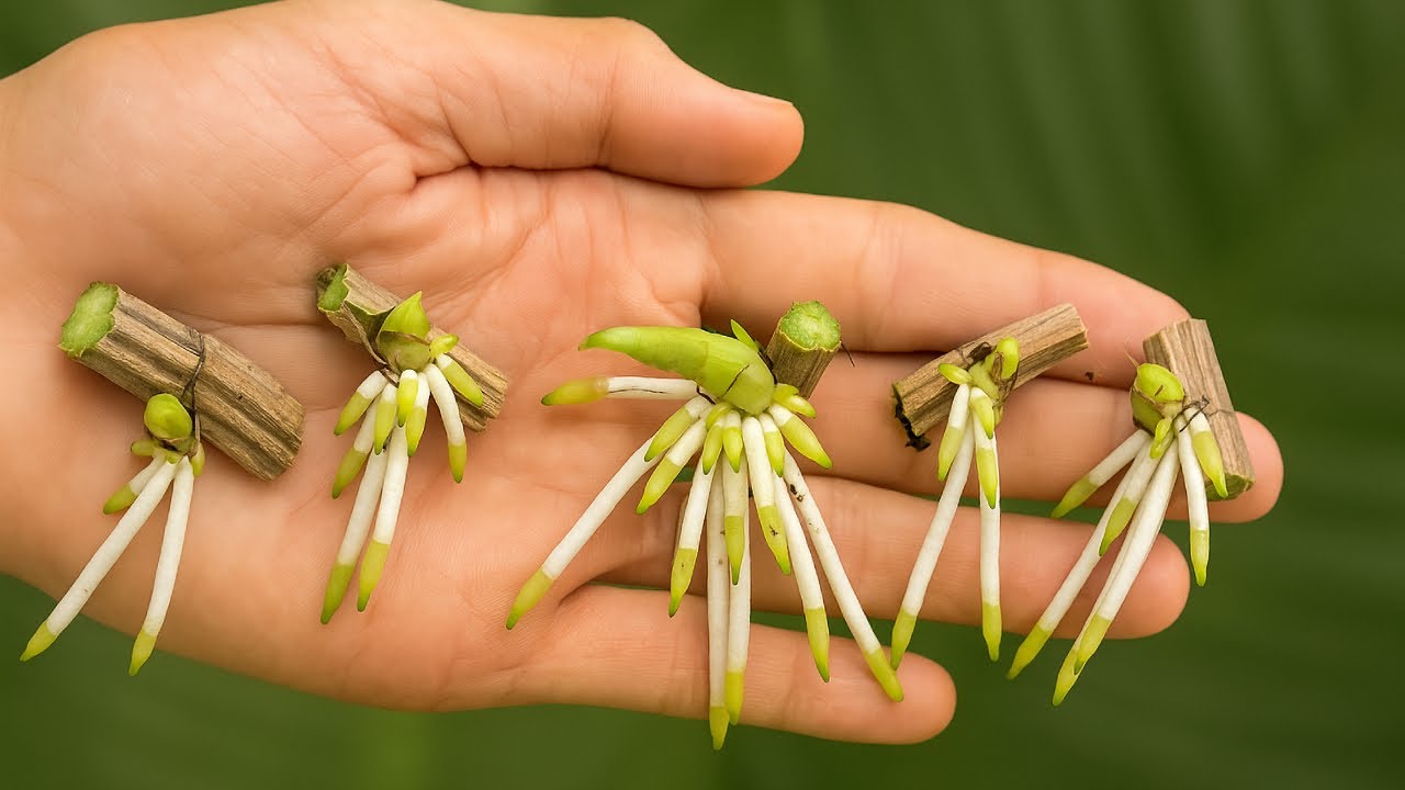 Knowing this secret, you can propagate from any orchid