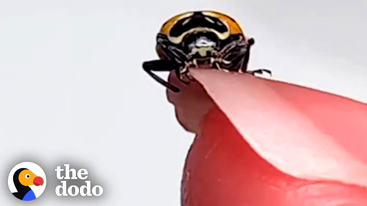 Woman Finds a Ladybug At The Grocery Store and Ends Up Saving Her Life | The Dodo