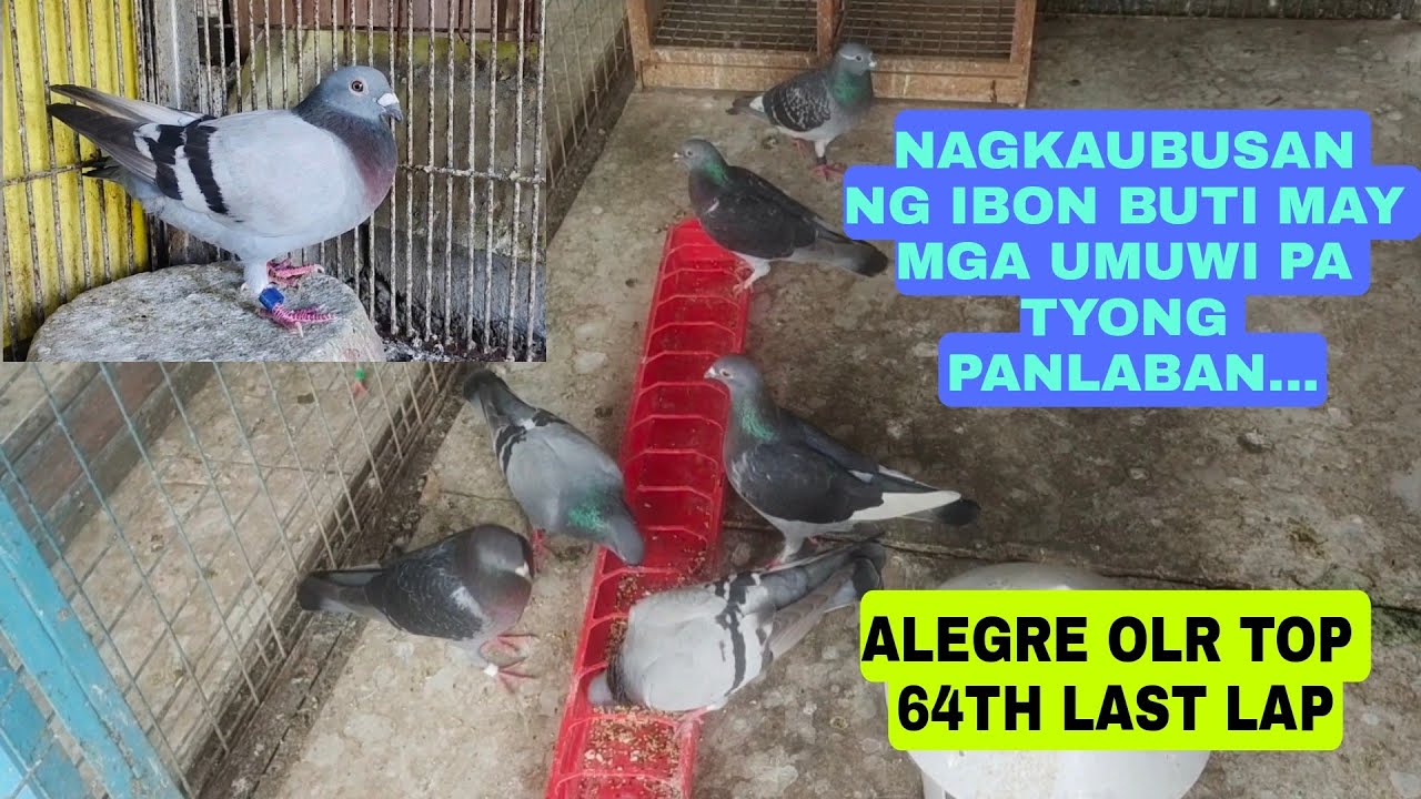 NAGKAUBUSAN NG MGA IBON, BUTI MAY 2 PA TYONG PANG TAWID DAGAT,WELCOME CALBAYOG 2ND DAY ALEGRE OLR 
