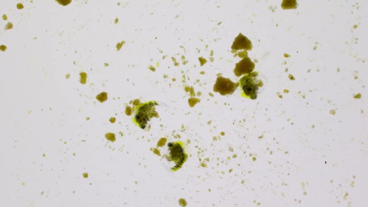 Larvas de centolla (zoea) alimentándose formando remolinos.