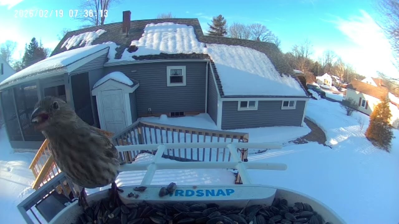 Enjoy the birds #birds #musicgenre #music #birdslover #wildlife #birdsong #birdslover #snow #winter