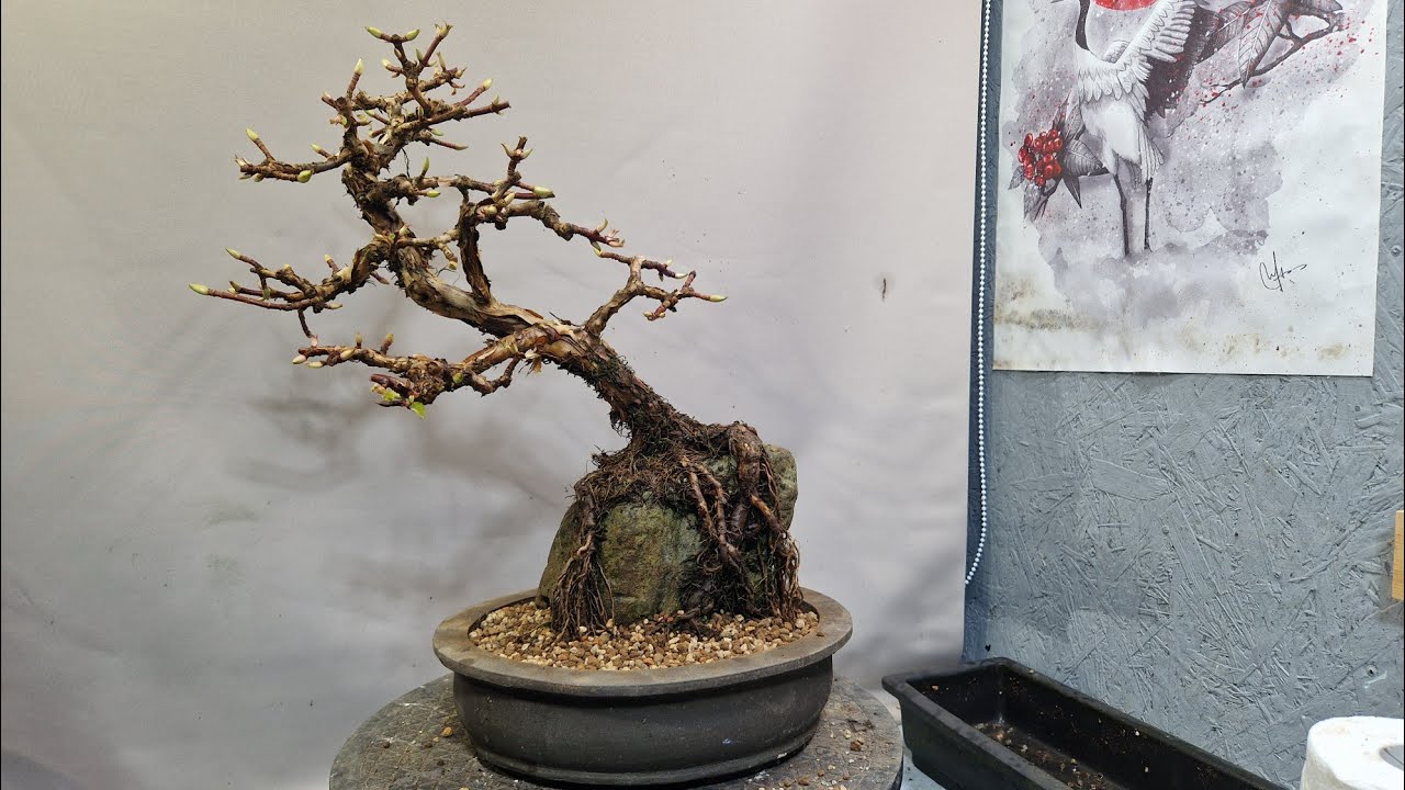 Repotting my climbing hydrangea bonsai