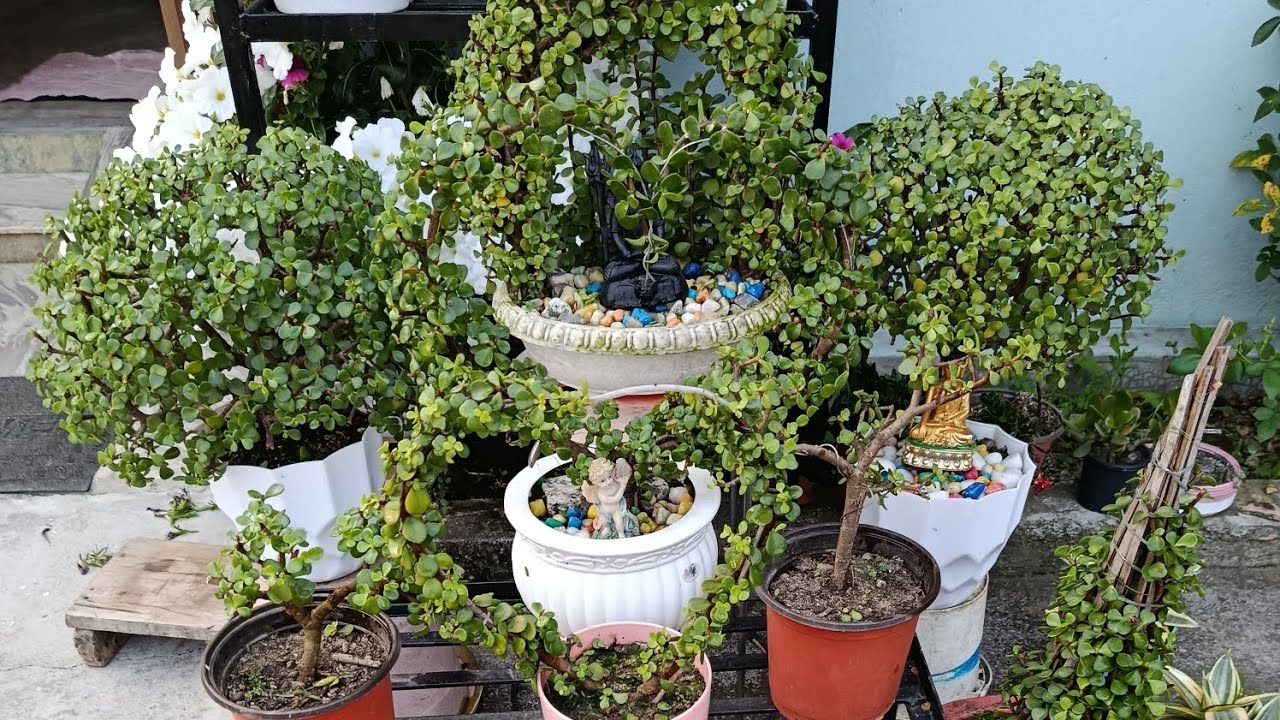 Pruning of jade plant
