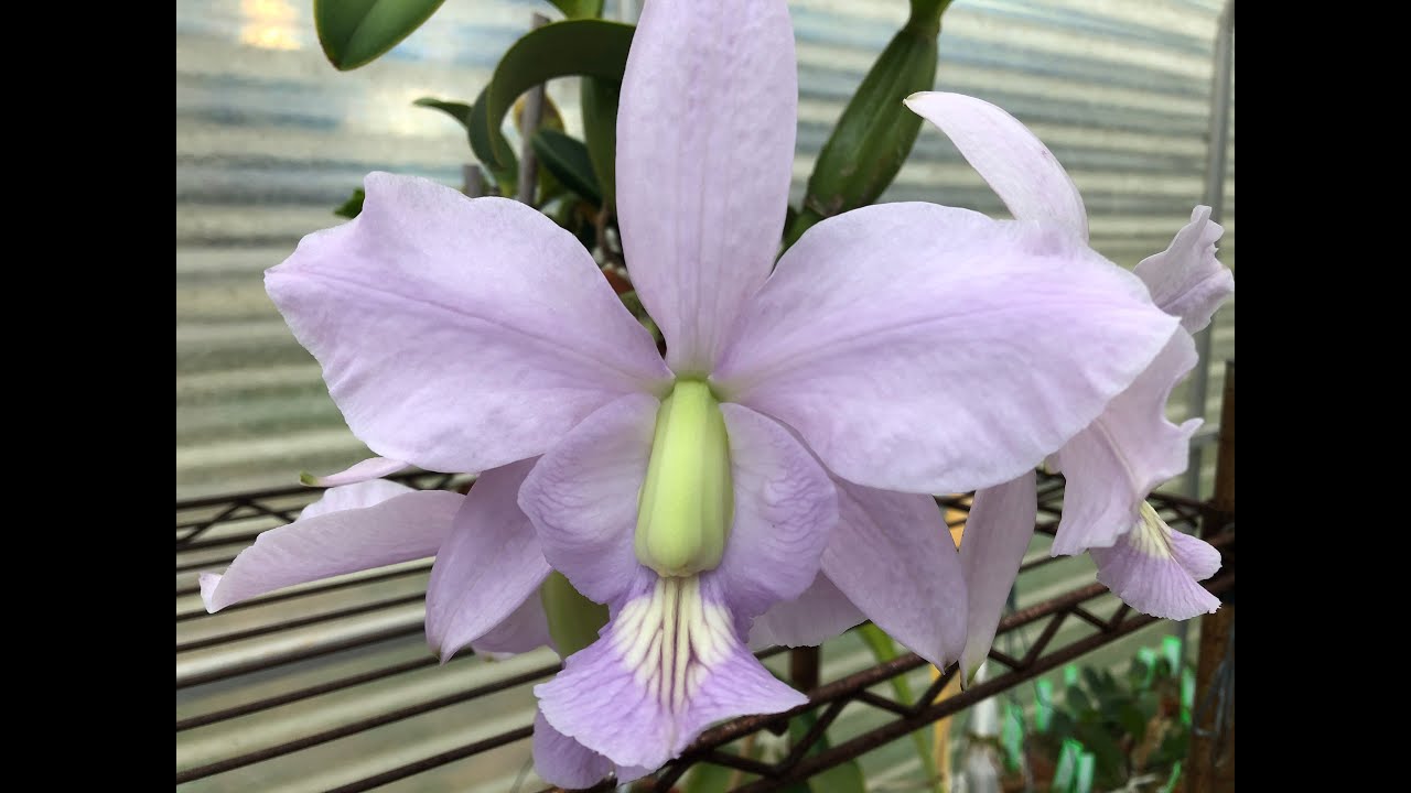 Cattleya walkeriana & nobilior- March 8, 2020