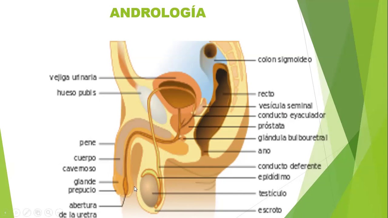 ANDROLOGIA