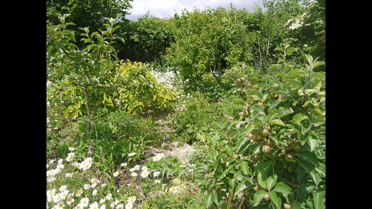 How to Make a Temperate Forest Garden : Part 1