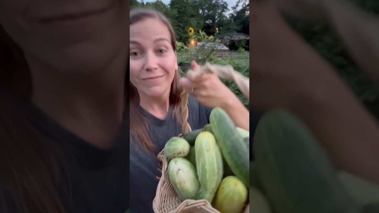 Cucumber Harvest #harvest #growyourownfood #garden #gardening #harvesttime #homegardening #cucumber
