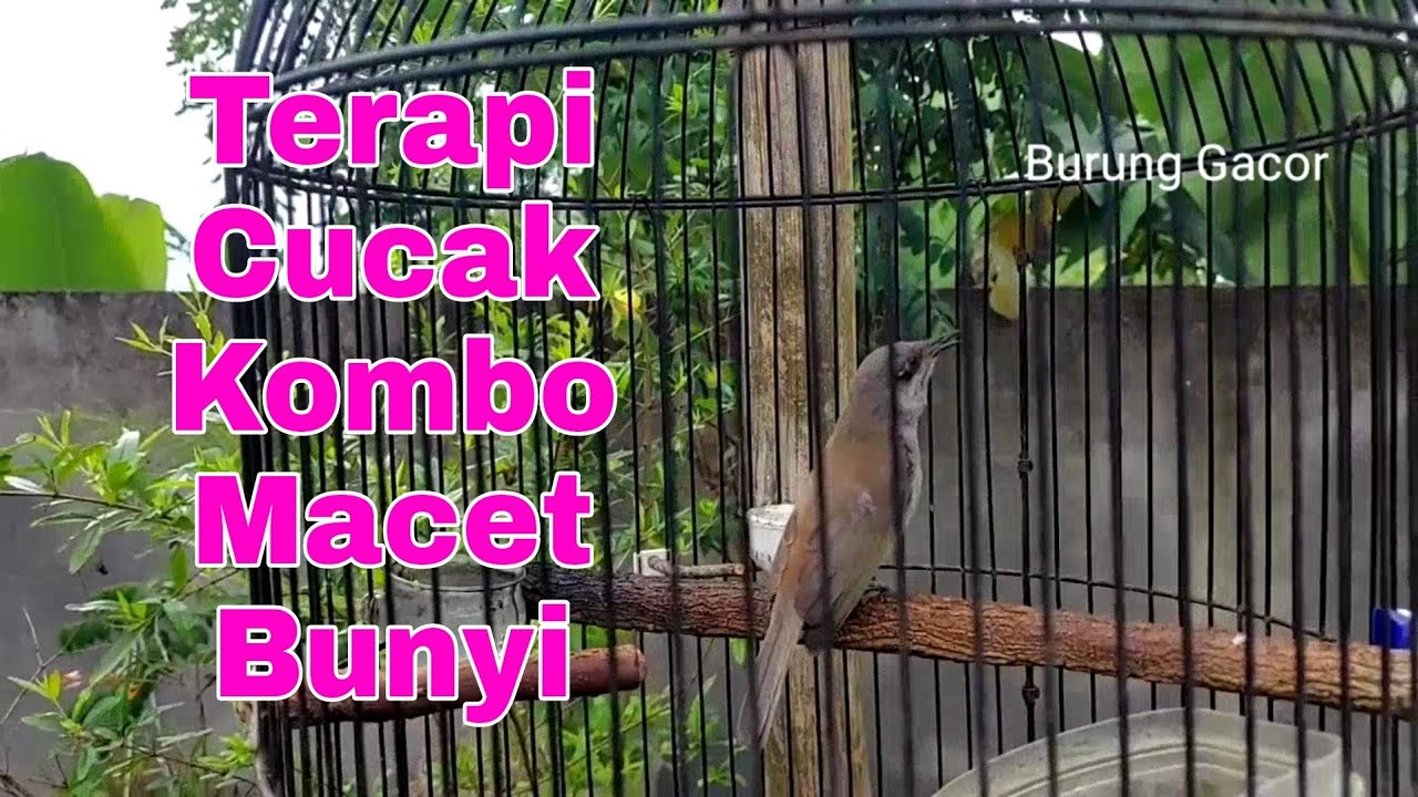 Terapi Cucak Kombo Malas Bunyi Agar Cepat Ngeplong Gacor Siang Malam - cucak Kombo gacor full Isian
