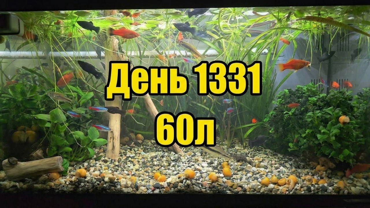 Аквариум 60л. День 1331.