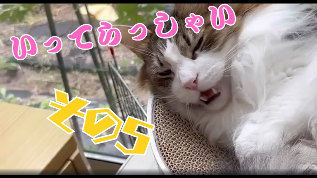 毎日癒される猫の返事集～5