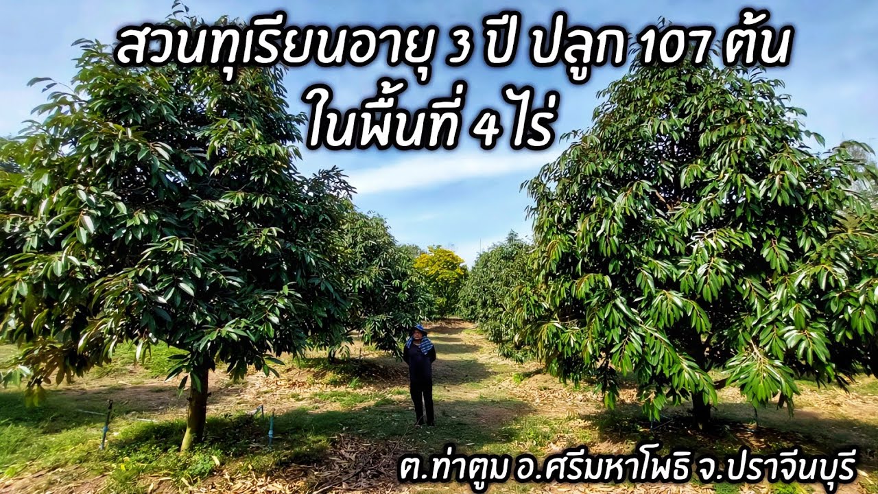 สวนทุเรียนอายุ 3 ปี ปลูก 107 ต้น ในพื้นที่ 4 ไร่ 📌ต.ท่าตูม อ.ศรีมหาโพธิ จ.ปราจีนบุรี