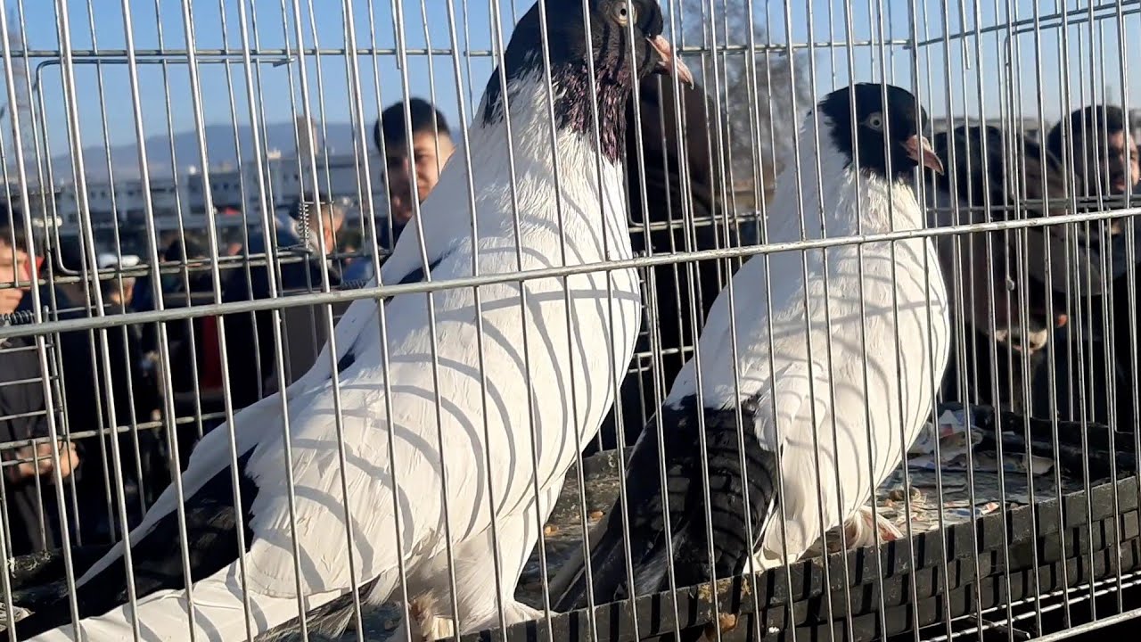 izmir Güvercin Pazarı Yeni Bölüm 18 Şubat 2024
