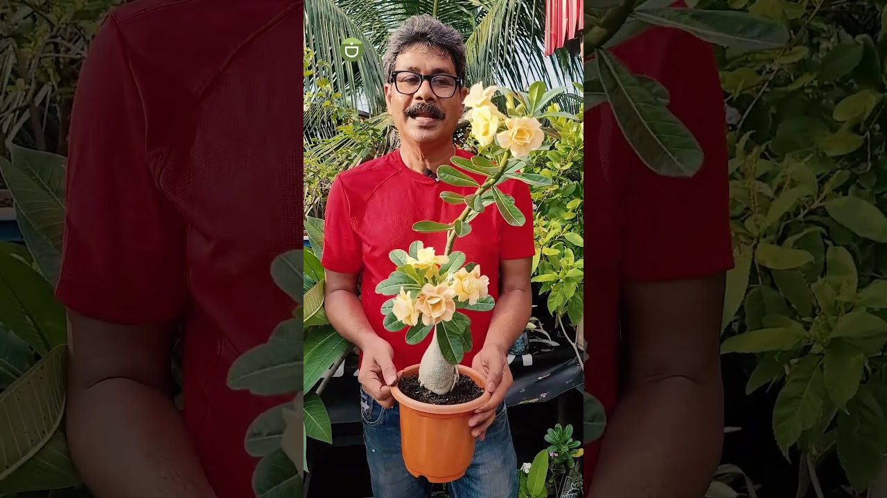 How to Get More Flowers in Adenium Plants #gardening