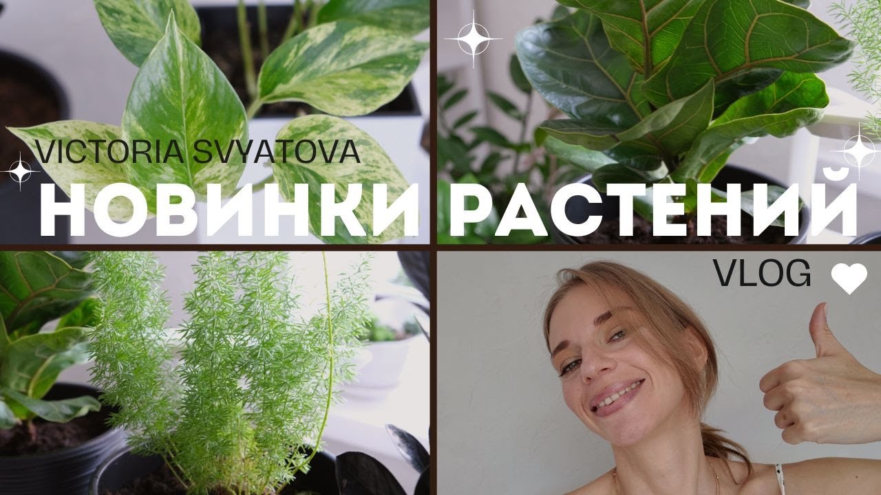 🌿 Комнатные растения: новинки, пересадка, декор и стиль. Визуал для весеннего настроения!
