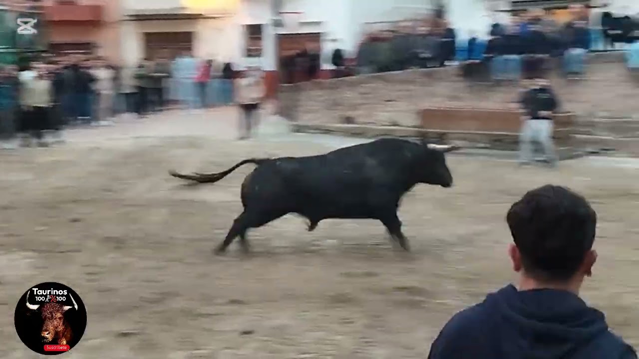 VILLAFAMES ( CS ) 14-3-2026 TORO CERRIL DE EL TORREON 